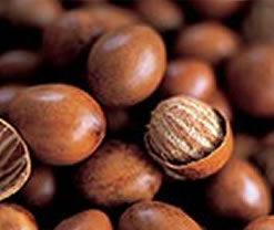 shea-nuts